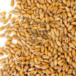 2344 wheat polish kuth gothambu 500g 1.jpg