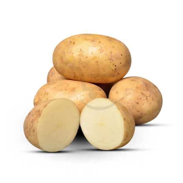 1494