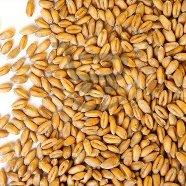2344 wheat polish kuth gothambu 500g 1.jpg