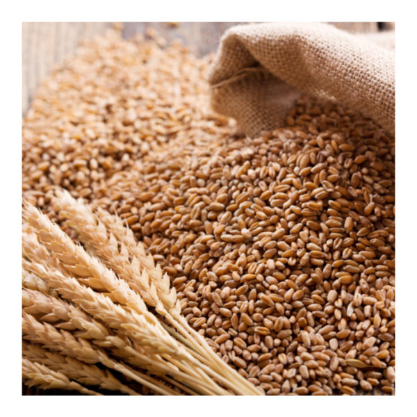 wheat 1.jpg